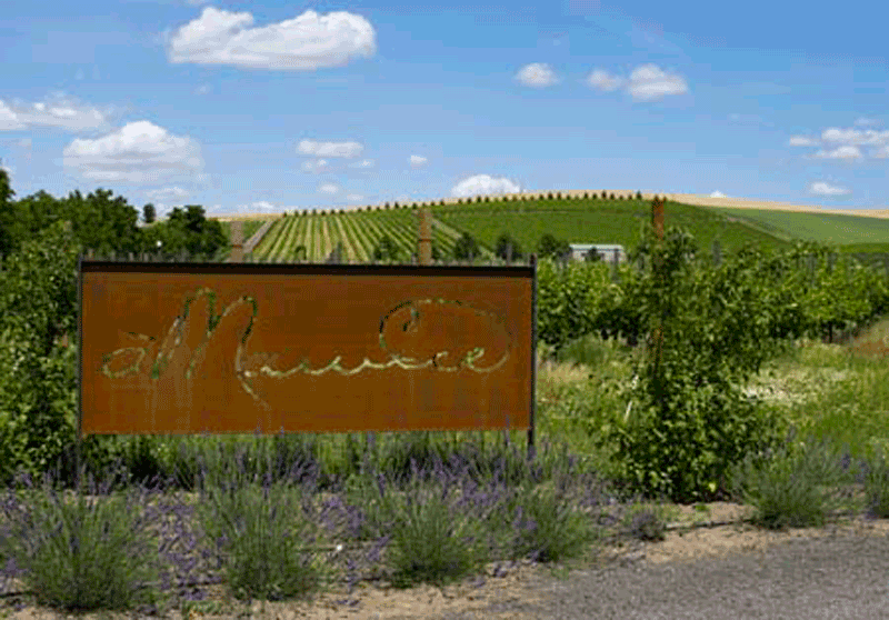 AMaurice Cellars